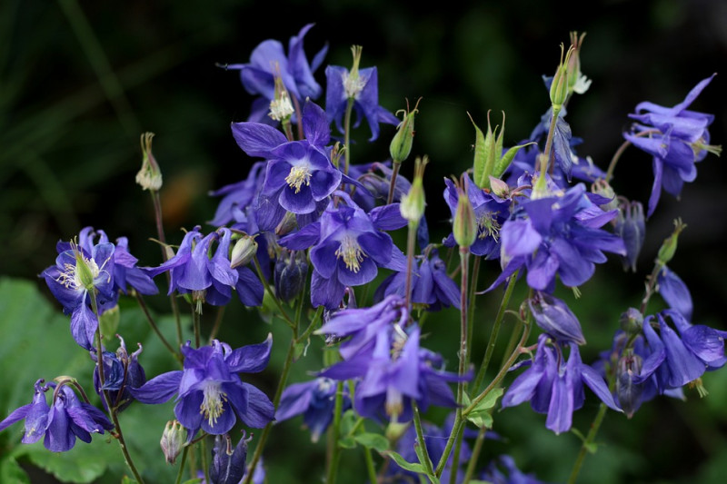 Aquilegia vulgaris -Aquilegia vulgaris (Wilde Akelei) - inheems